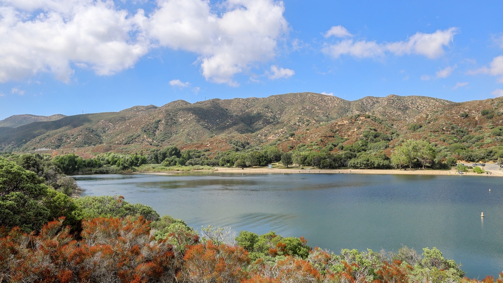 Invasive Golden Mussels Threaten Southern California’s Lake Ecosystems