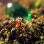 Asian Needle Ants: An Invasive Species with Painful, Allergy-Prone Stings