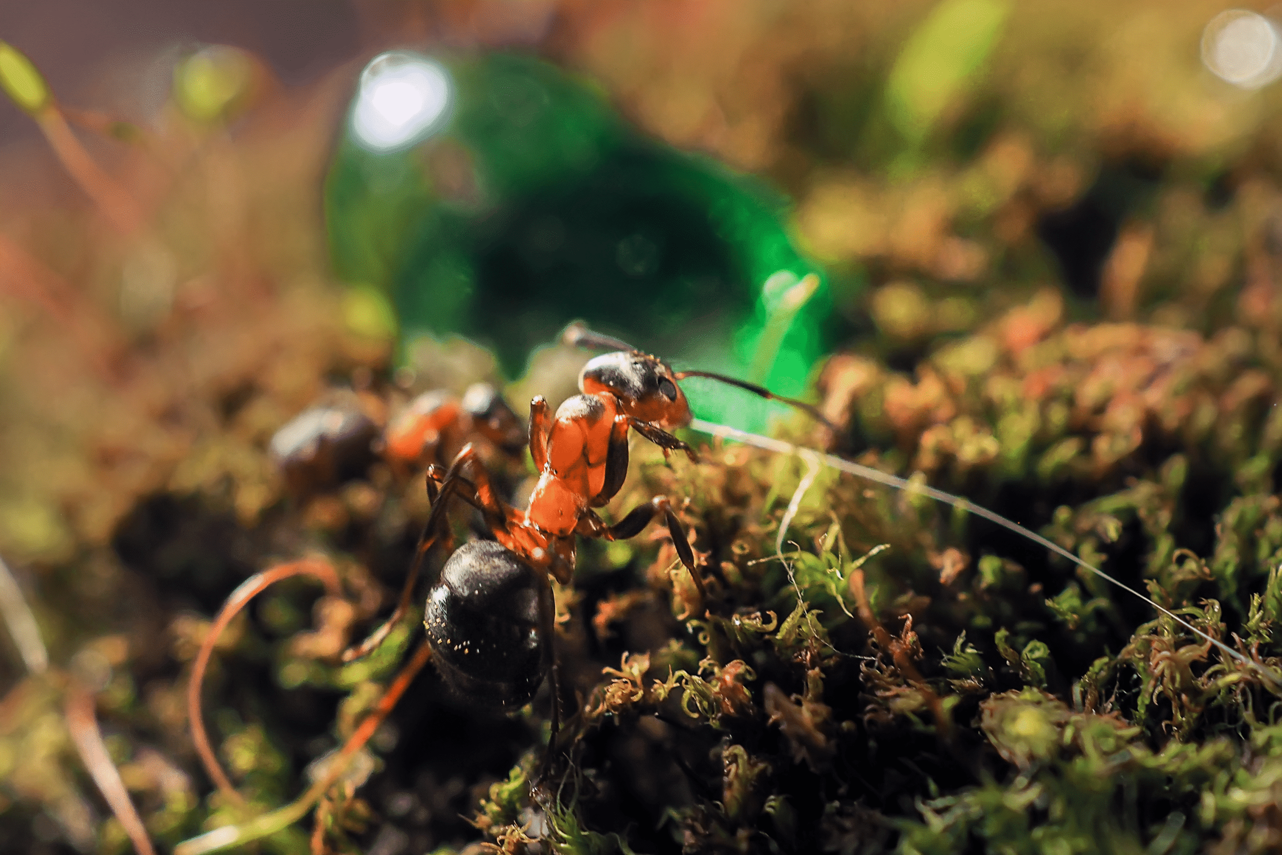 Asian Needle Ants: An Invasive Species with Painful, Allergy-Prone Stings